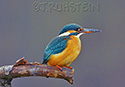 Alcedo atthis